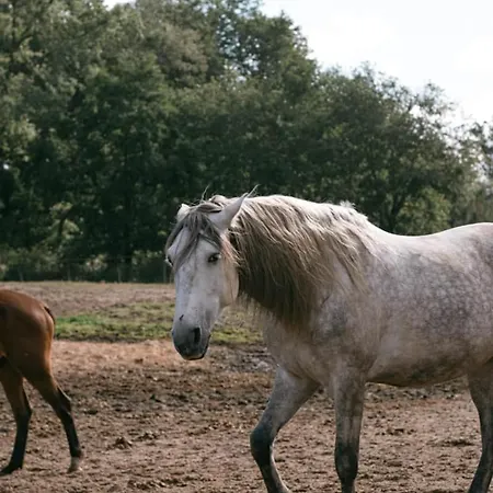 Roulottes Cocooning Au Coeur Des Landes